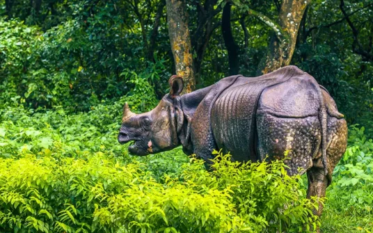 a rhinoceros standing in the bushes at Chitwan National Park