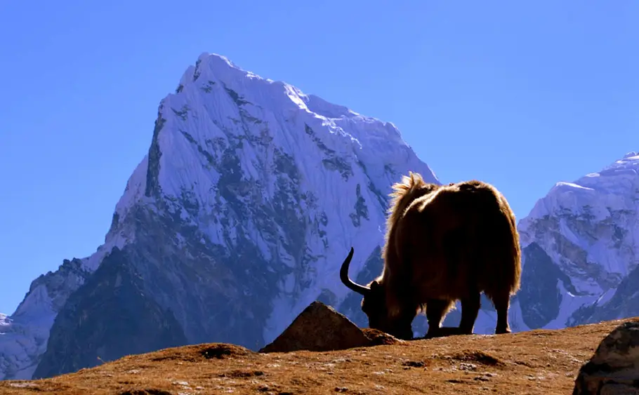 EBC Gokyo Chola Pass Trek 15 Days