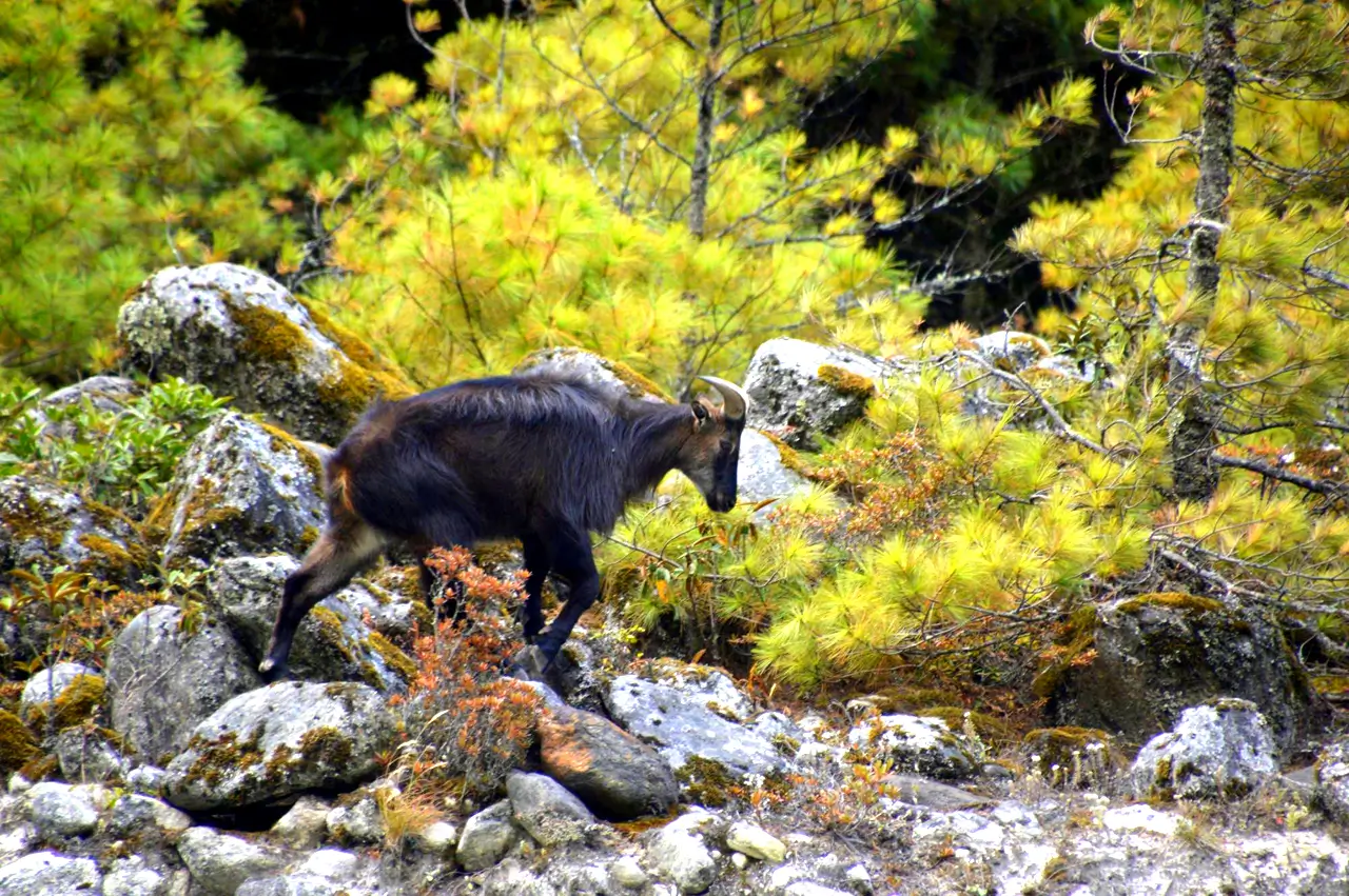 Lukla to Namche Distance in Kilometers and Hours