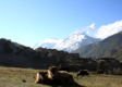 Short Trekking in Nepal